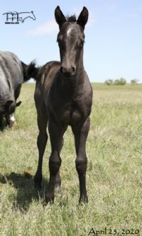 Rainy Blu Hancock's 2020 Filly
